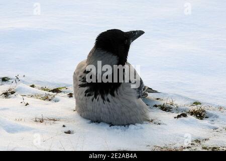 Junge Krähe mit Kapuze, corvus cornix, die an einem kalten Wintermorgen ein Auge auf seine Umgebung hat. Der Vogel versucht, sich warm zu halten, indem er seine fe aufbläst Stockfoto