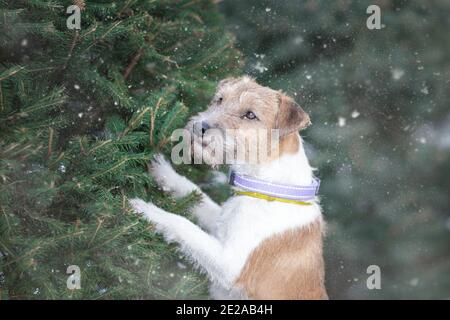 Porträt des jungen Hundes des Parson russell Terrier Rasse in der Nähe Tannenbaum im Schneefall im Winter Natur Stockfoto