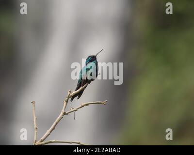 Nahaufnahme eines grün blau lila funkelnden Veilchenohrkolibri colibri Koruskane in Las Lajas Sanctuary Ipiales Narino Kolumbien Südamerika Stockfoto