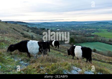 Belted Galloway Kühe grasen auf den Cotswold Hills mit Blick auf Gloucestershire Es ist eine der charakteristischsten Rassen von Rindern Stockfoto