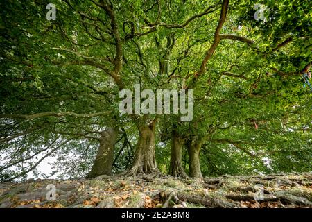 JRR Tolkiens Mythische Bäume in Avebury, Wiltshire, Großbritannien. Stockfoto