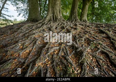 JRR Tolkiens Mythische Bäume in Avebury, Wiltshire, Großbritannien. Stockfoto