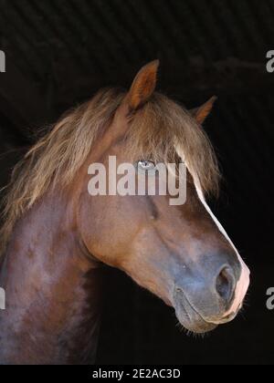 Eine Kopfaufnahme eines atemberaubenden Welsh Cob Hengstes an der Stalltür. Stockfoto