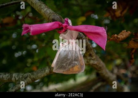 JRR Tolkiens Mythische Bäume in Avebury, Wiltshire, Großbritannien. Stockfoto