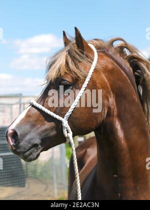 Eine Kopfaufnahme eines atemberaubenden Welsh Cob Hengstes im traditionellen Halfter. Stockfoto