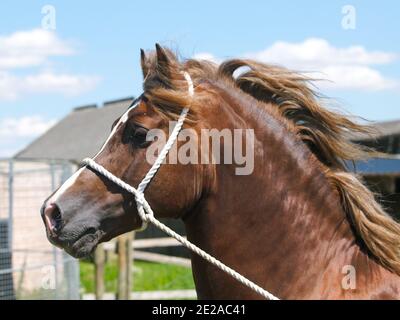 Eine Kopfaufnahme eines atemberaubenden Welsh Cob Hengstes im traditionellen Halfter. Stockfoto