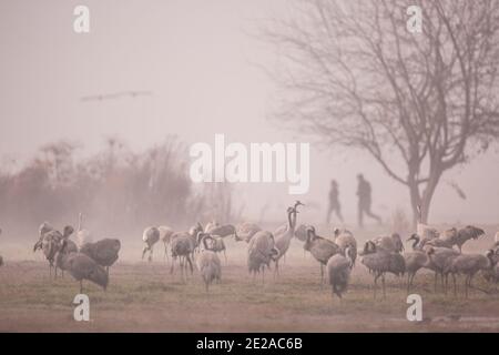 Gemeiner Kran (Grus grus) am Morgen silhouetted. Große wandernde Kranicharten, die in feuchten Wiesen und Marschland lebt. Es hat eine Spannweite von betwe Stockfoto