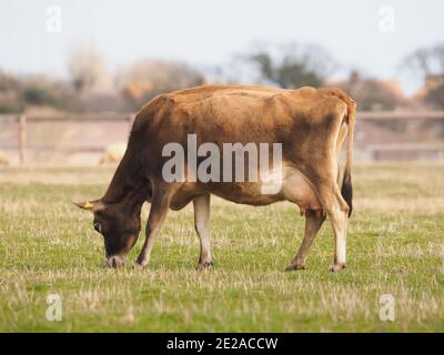 Eine kleine Herde Milchvieh auf einem Feld in Suffolk, Großbritannien Stockfoto