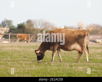 Eine kleine Herde Milchvieh auf einem Feld in Suffolk, Großbritannien Stockfoto