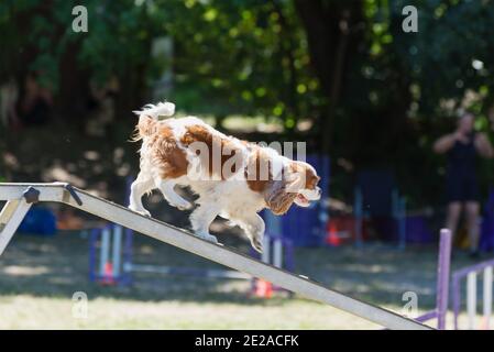 Cavalier King Charles Spaniel macht Agility-Übungen auf einem Balken. Stockfoto