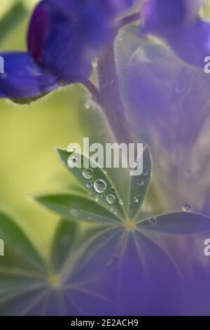 Blaulupine (Lupinus pilosus) Im Regen mit Wassertröpfchen auf einem Blatt Stockfoto