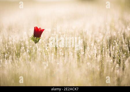 Eine einbeinige Knospe einer roten Anemone coronaria (Mohn Anemone) in einem Feld. Diese Wildblume kann in mehreren Farben erscheinen. Hauptsächlich rot, lila, blau und weiß. P Stockfoto