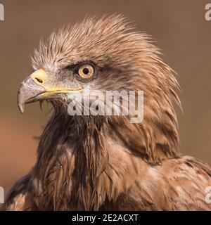 Nahaufnahme Portrait Black Kite (Milvus migrans) fotografiert im Oktober im Naturschutzgebiet ein Afek, Israel Stockfoto