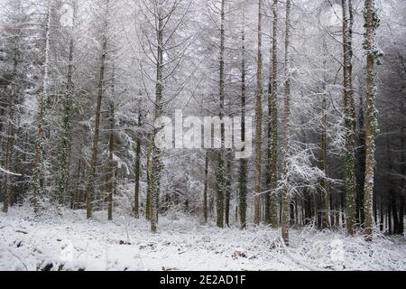 Laub Europäische Lärche (Larix Laub) bedeckt in Schnee in einem Wald in Rural Devon, England, Großbritannien Stockfoto