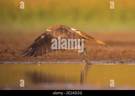 Black Kite (Milvus migrans) Jagd im Flug fotografiert im ein Afek Naturschutzgebiet, Israel im Oktober Stockfoto