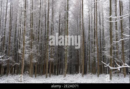 Laub Europäische Lärche (Larix Laub) bedeckt in Schnee in einem Wald in Rural Devon, England, Großbritannien Stockfoto