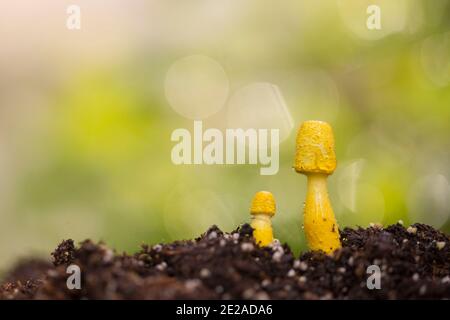 Gelber Haubenpilz (Leucocoprinus birnbaumii) Ist ein häufiger Pilz in Hauspflanzen und Gewächshäusern oder Jeder andere Ort mit organisch reich so Stockfoto