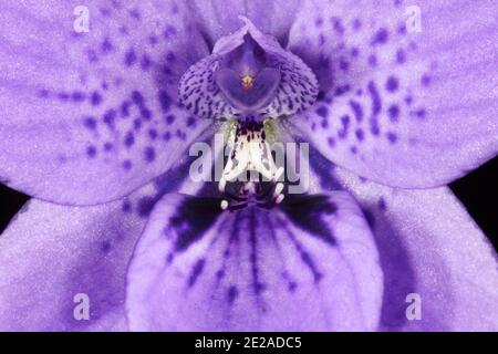 Detail der blauen Orchideenblume Epiblema grandiflorum, Baby-in-a-Cradle, Lebensraum an der Südküste von Western Australia, Nahaufnahme Stockfoto