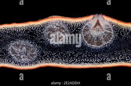 Fucus serratus ist eine Alge des Nordatlantiks, bekannt als Zahnstange oder Zahnstange. TS Stockfoto