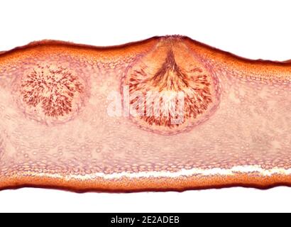 Fucus serratus ist eine Alge des Nordatlantiks, bekannt als Zahnstange oder Zahnstange. TS. Hellfeld-Photomikrograph Stockfoto