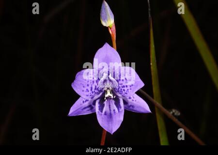 Blaue Orchideenblume von Epiblema grandiflorum, Baby-in-a-Cradle, Lebensraum an der Südküste von Western Australia, Frontalansicht mit dunklem Hintergrund Stockfoto