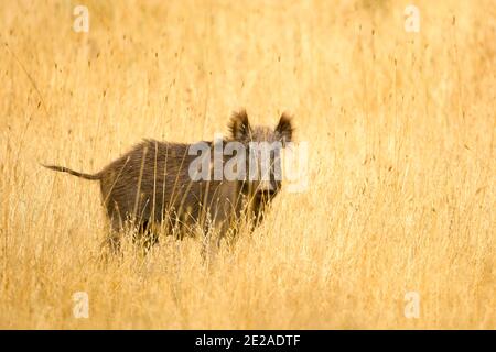 Wildschwein (Sus scrofa) in freier Wildbahn. Das Wildschwein ist der wilde Vorfahr des Hausschweins und ist in weiten Teilen Nord- und Mitteleuropas beheimatet, t Stockfoto