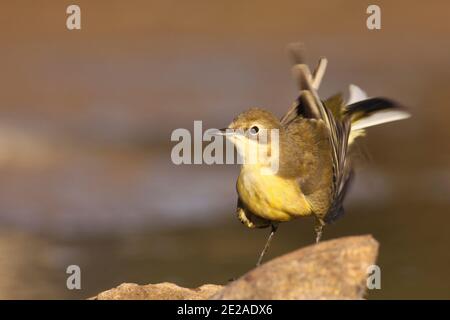 Schafstelze (Motacilla flava) in einem Feuchtgebiet. Gelbe bachstelzen sind Insectivorous, lieber auf dem Land, wo es einfach ist, zu erkennen, zu leben und zu Stockfoto