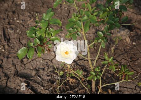 Wilde weiße Rosenblüte auf einem Busch Stockfoto