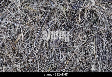 Heustruktur. Heuballen werden in großen Stapeln gestapelt. Ernte in der Landwirtschaft. Stockfoto