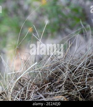 Quadratischer Heuballen auf einer Wiese Stockfoto
