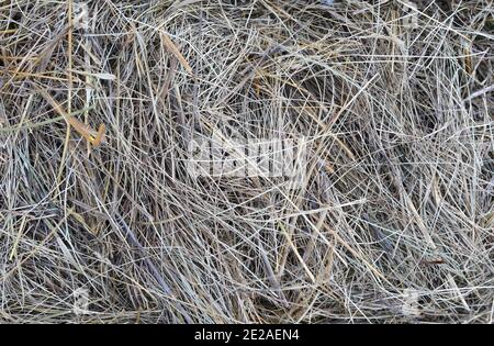 Heustruktur. Heuballen werden in großen Stapeln gestapelt. Ernte in der Landwirtschaft. Stockfoto