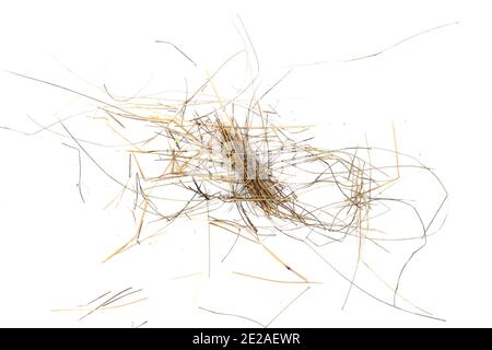 Kleiner Heuhaufen isoliert auf weißem Hintergrund. Stockfoto