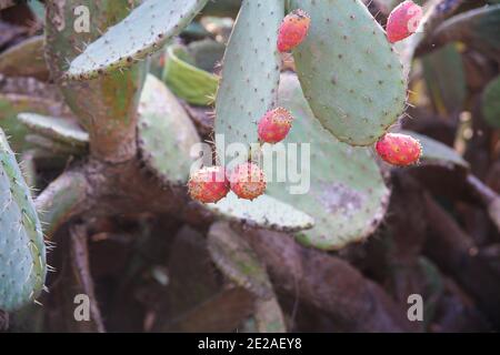 Kaktus-Opuntia Ficus Indica - Säbel oder Tsabar israelische symbol Stockfoto