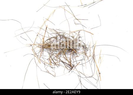 Kleiner Heuhaufen isoliert auf weißem Hintergrund. Stockfoto