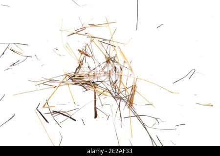 Kleiner Heuhaufen isoliert auf weißem Hintergrund. Stockfoto