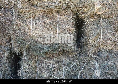 Trockener Grashintergrund. Frisch geschnittenes und gestapeltes Heu zum Trocknen Stockfoto