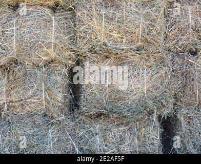 Trockener Grashintergrund. Frisch geschnittenes und gestapeltes Heu zum Trocknen Stockfoto