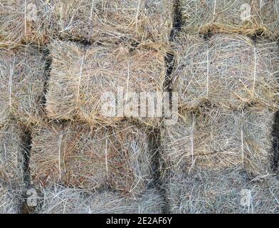 Trockener Grashintergrund. Frisch geschnittenes und gestapeltes Heu zum Trocknen Stockfoto