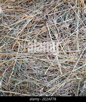 Heustruktur. Heuballen werden in großen Stapeln gestapelt. Ernte in der Landwirtschaft. Stockfoto