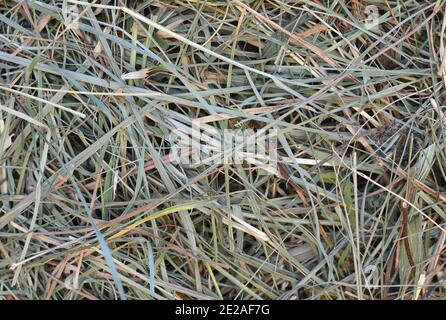 Heustruktur. Heuballen werden in großen Stapeln gestapelt. Ernte in der Landwirtschaft. Stockfoto