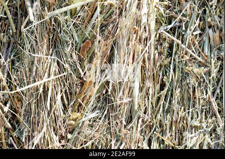Heustruktur. Heuballen werden in großen Stapeln gestapelt. Ernte in der Landwirtschaft. Stockfoto