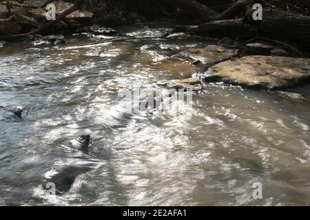Abseits der ausgetretenen Pfade in Israel EIN natürlicher Weg weiter Die Ufer des Flusses Yarkon Stockfoto