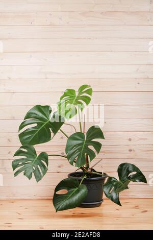 Grüne Monstera in schwarzem Topf auf Holzhintergrund im Raum, Kopierraum. Stockfoto