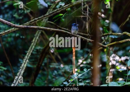 Asiatische Paradies Fliegenfänger, Paar von Vögeln Stockfoto