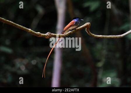 Asiatische Paradies Fliegenfänger, Paar von Vögeln Stockfoto