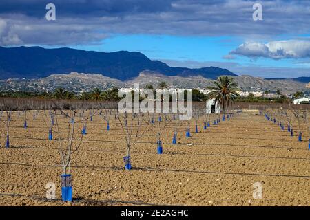 Weitläufige, flache landwirtschaftliche Fläche, mit kleinen Setzlingen in Linien, Gartencenter in der Nähe von Elche, Costa Blanca, Spanien Stockfoto