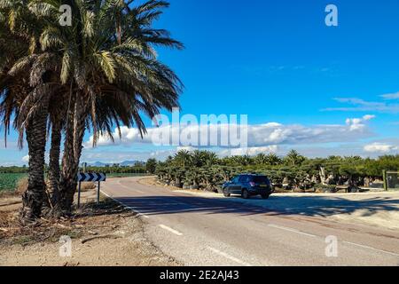 Gärtnerei für den Anbau von Olivenbäumen in einer weitläufigen, flachen landwirtschaftlichen Fläche, Gartencenter in der Nähe von Elche, Costa Blanca, Spanien Stockfoto