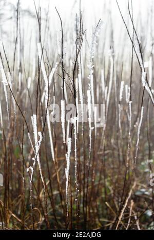 Chanctonbury Ring, Sussex, Großbritannien. 9. JANUAR 2021 vom Wind geformte Eiskristalle auf Stielen auf dem South Downs Way in der Nähe von Chanctonbury Ring in Stockfoto
