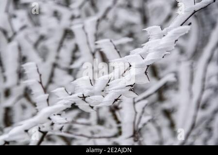Chanctonbury Ring, Sussex, Großbritannien. 9. JANUAR 2021 vom Wind geformte Eiskristalle auf einem Dornbusch am South Downs Way in der Nähe von Chanctonbury R Stockfoto