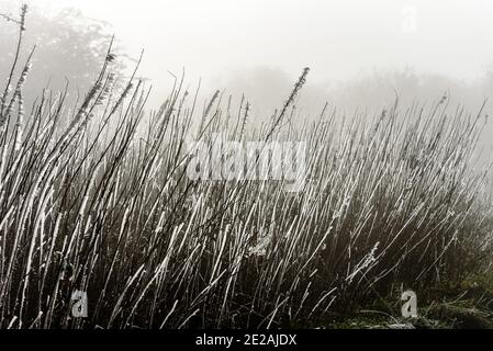 Chanctonbury Ring, Sussex, Großbritannien. 9. JANUAR 2021 vom Wind geformte Eiskristalle auf Stielen auf dem South Downs Way in der Nähe von Chanctonbury Ring in Stockfoto